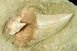 Fossil Mako Shark & Tiger Shark Tooth - Bakersfield, CA #144449-1